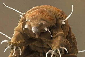 10 loài 'thủy quái' kinh hoàng