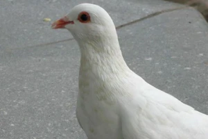 TQ kiểm tra 10.000 chim bồ câu vì sợ… đánh bom