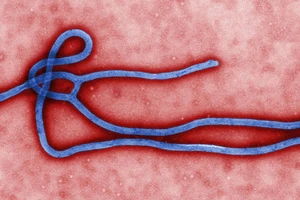Đài Loan bác bỏ thông tin bị Ebola 'tấn công'
