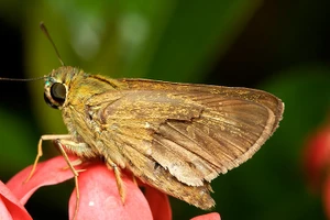 Con ngài dài gần 2.5 cm chui vào tai người