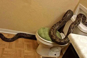 Bị con trăn cắn vào tay, lôi xuống rãnh cống trong nhà vệ sinh