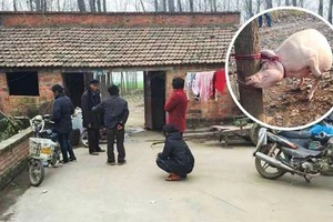 Kinh hoàng: Cậu bé 2 tuổi bị lợn nái ăn thịt
