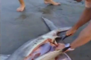 Mổ bụng cá mập mang thai đã chết, cứu thành công bầy cá mập con