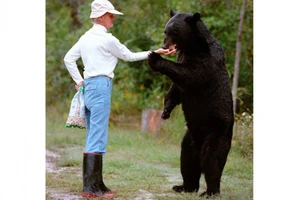 Một phụ nữ tử nạn vì bị gấu tấn công