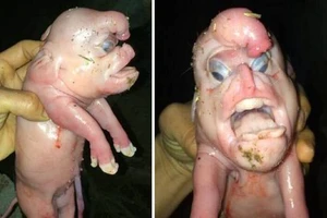 Heo 'mặt người' và mọc 'của quý' trên đầu