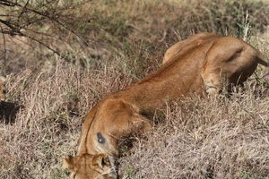 Xúc động trước bộ ảnh sư tử mẹ 'dạy' các con vượt khó