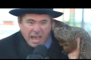 Bị 'tiên tri' chuột chũi cắn tai, thị trưởng mất chức