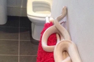 Kinh hoàng: Phát hiện rắn trắng dài gần 2m trong nhà tắm