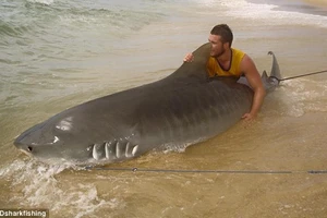 Ly kỳ chàng trai tay không bắt cá mập dài 4 mét