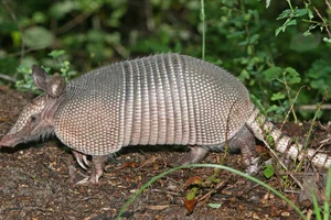 Ly kỳ: Con rể dùng súng bắn Tatu, đạn bay trúng mẹ vợ