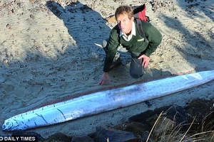 Phát hiện loài cá biển lạ dài 3 mét