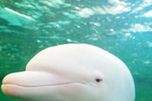 Chú cá heo đổi màu khi tức giận hoặc buồn bã