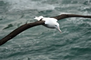 Loài chim 'khủng' có cánh dài 7 mét