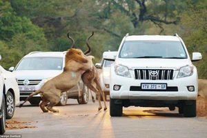 Màn săn mồi kinh hoàng của sư tử trên đường xe chạy 