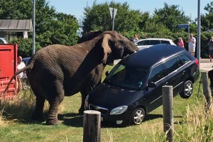 Bị đánh nặng, voi 'nổi điên' tấn công gánh xiếc