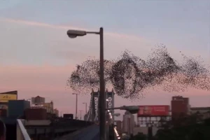 Kỳ lạ: Đàn chim bay tạo thành khuôn mặt Tổng thống Putin