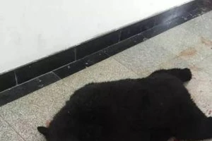 Cảnh sát bắn chết gấu đen xâm nhập một trường học