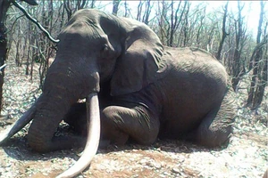 Trả 1,3 tỉ đồng để giết voi 'khổng lồ'