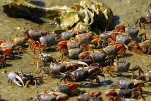 Triệu phú Trung Quốc mua 33.000 con cua thả xuống sông