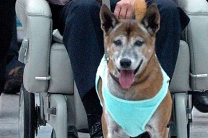 Lãnh 37 năm tù giam vì sỉ nhục chó cưng của vua Thái Lan