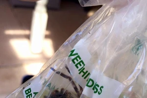 Hoảng hồn phát hiện 'thai phụ' nhện khổng lồ trong túi nho siêu thị