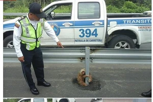 Cảnh sát giúp một chú lười qua đường 