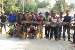 Con trăn lớn nhất thế giới đột ngột chết