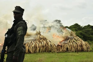 Thiêu hủy lượng ngà voi 'khủng' nhất từ trước đến nay: 105 tấn ​