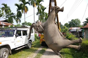 Hai con voi hoang dã bị điện giật chết