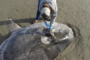 Video: Loài cá khổng lồ cực hiếm trôi vào bờ biển California