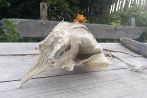 Video: Cận cảnh sinh vật kỳ lạ ở bờ biển New Zealand