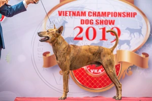 Độc, lạ, kỳ thú cuộc thi vô địch... chó bản địa Việt Nam