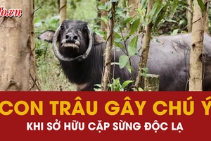 con trâu, cặp sừng, hình dáng