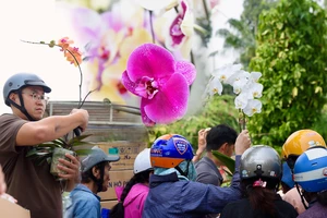 lan hồ điệp, chợ hoa, hoa tết