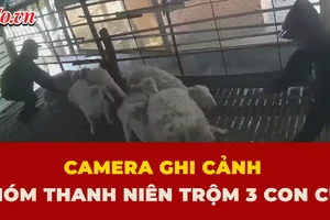 con cừu, trộm cắp, Khánh Hoà