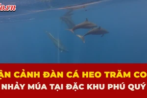 Cận cảnh đàn cá heo trăm con nhảy múa sát mũi ca nô tại đặc khu Phú Quý