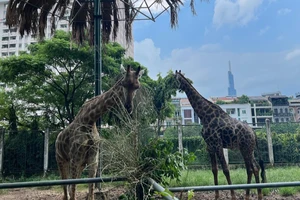 Hươu cao cổ sinh con thứ 3 ở Thảo Cầm Viên