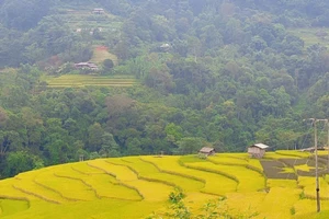 Đừng bỏ lỡ cung đường chiêm ngưỡng ruộng bậc thang Hoàng Su Phì, Hà Giang