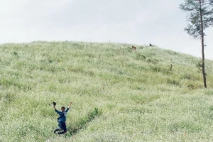 Đắm say mùa hoa cải trắng Mộc Châu