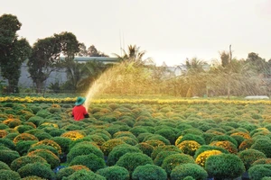 Xuân đã về trên làng hoa Sa Đéc - Đồng Tháp