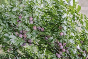 Độc đáo với trải nghiệm hái mận ở Mộc Châu