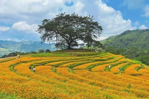 Ngẩn ngơ với đồi hoa đẹp như cổ tích ở Hòa Bình