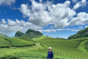Mộc Châu đẹp ngỡ ngàng với những đồi chè xanh bạt ngàn