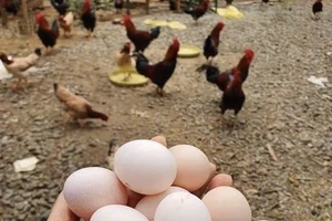 Những thực phẩm giúp bổ não 