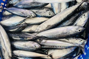 Các loại thực phẩm giàu protein tốt nhất cho sức khỏe