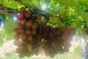 Đây là trái cây giúp kiểm soát lượng đường trong máu