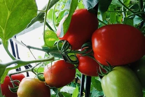 Ăn nhiều cà chua có thể giúp ngăn ngừa và kiểm soát huyết áp cao