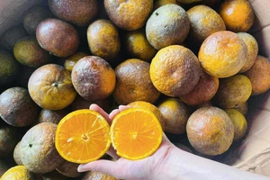 Tránh kết hợp trái cây với 5 thực phẩm này để sức khỏe không gặp rắc rối