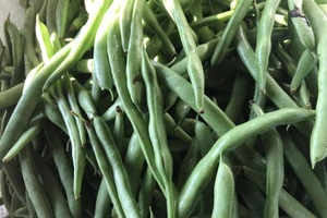 10 lợi ích sức khoẻ của việc tiêu thụ đậu que