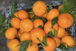 10 loại trái cây tốt nhất để giảm viêm